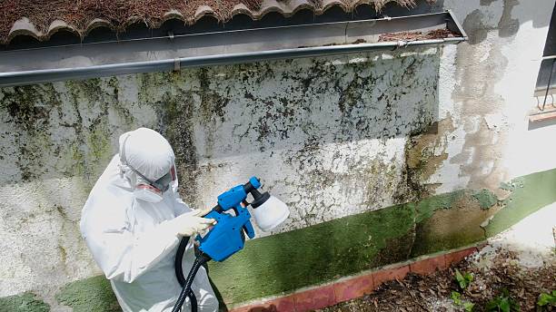 Trusted Black Mold Removal service in West Babylon, NY - Cheap Mold Removal
